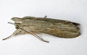 Attēlu rezultāti vaicājumam “Cucullia umbratica”