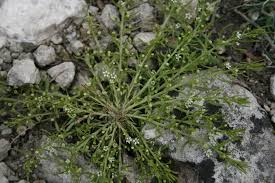 Attēlu rezultāti vaicājumam “Thesium alpinum”