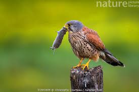 Attēlu rezultāti vaicājumam “Falco tinnunculus”