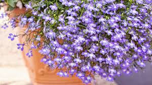 Image result for Männertreu