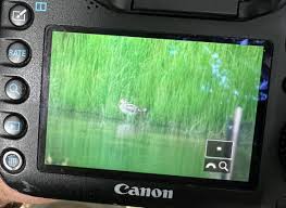 Image result for Dunham Massey Angling Club