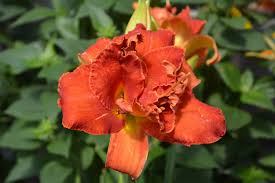 Image result for Hemerocallis `Moses Fire`