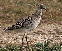 Attēlu rezultāti vaicājumam “Philomachus pugnax adult”