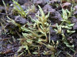 Attēlu rezultāti vaicājumam “Pohlia wahlenbergii var. calcarea”