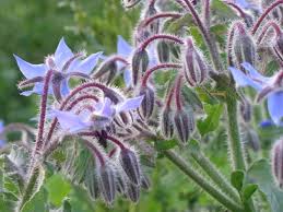 Image result for Borretsch