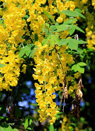 Attēlu rezultāti vaicājumam “Laburnum alpinum flower”
