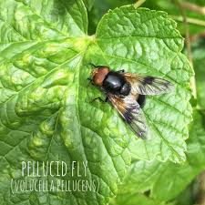 Attēlu rezultāti vaicājumam “Volucella pellucens”