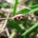Attēlu rezultāti vaicājumam “Trichophorum cespitosum fruit”