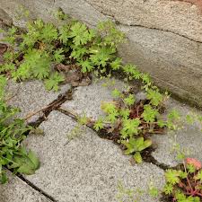 Attēlu rezultāti vaicājumam “Geranium pusillum leaf”