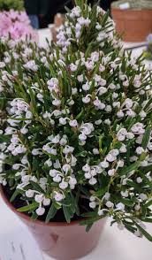 Attēlu rezultāti vaicājumam “Andromeda polifolia”