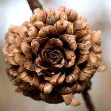 Attēlu rezultāti vaicājumam “Larix kaempferi fruit”