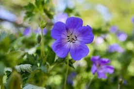 Attēlu rezultāti vaicājumam “Geranium palustre flower”