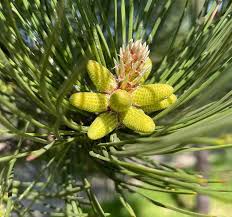 Attēlu rezultāti vaicājumam “Pinus nigra”