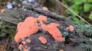 Attēlu rezultāti vaicājumam “Tubifera applanata sessile”