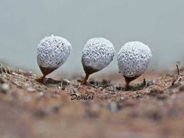 Attēlu rezultāti vaicājumam “Craterium aureonucleatum”