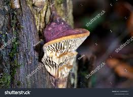 Attēlu rezultāti vaicājumam “Daedalea quercina”