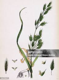 Attēlu rezultāti vaicājumam “Bromus secalinus”