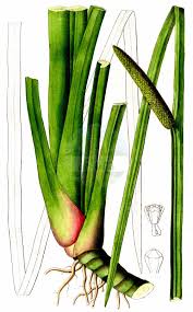 Attēlu rezultāti vaicājumam “Acoraceae”