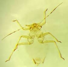 Attēlu rezultāti vaicājumam “Macrosiphoniella absinthii”