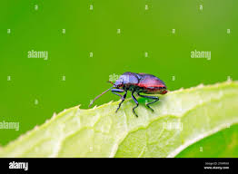 Attēlu rezultāti vaicājumam “Zicrona caerulea”