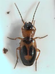 Attēlu rezultāti vaicājumam “Badister bullatus”