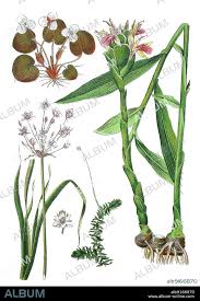 Attēlu rezultāti vaicājumam “Hydrocharis morsus-ranae flower”