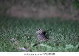 Attēlu rezultāti vaicājumam “Scolopax rusticola juvenile”
