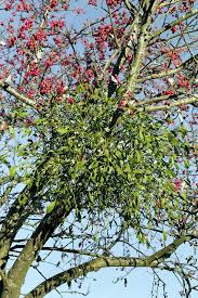 Attēlu rezultāti vaicājumam “Viscum album fruit”