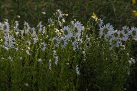 Image result for Leucanthemella serotina