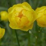 Attēlu rezultāti vaicājumam “Trollius europaeus fruit”