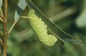 Attēlu rezultāti vaicājumam “Laothoe populi larva”
