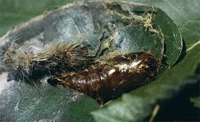 Attēlu rezultāti vaicājumam “Lymantria monacha imago”