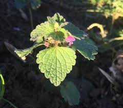 Attēlu rezultāti vaicājumam “Lamium purpureum leaf”