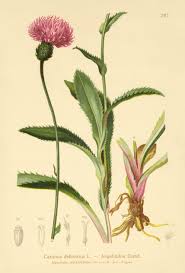 Image result for Alpendistel