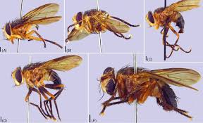 Attēlu rezultāti vaicājumam “Chara intermedia male”