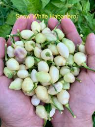 Afbeeldingsresultaat voor white habanero hot pepper