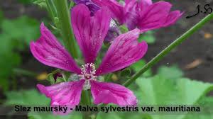 Image result for Malva sylvestris var. mauritiana