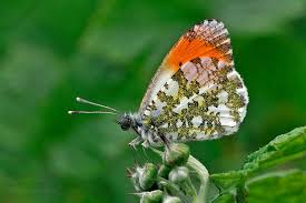Attēlu rezultāti vaicājumam “Anthocharis cardamines”