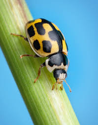 Attēlu rezultāti vaicājumam “Propylea quatuordecimpunctata”