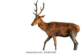 Attēlu rezultāti vaicājumam “Cervus elaphus”