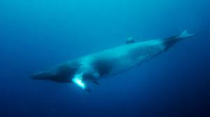 Image result for Balaenoptera acutorostrata