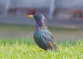 Attēlu rezultāti vaicājumam “Sturnus vulgaris male”