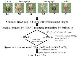 Attēlu rezultāti vaicājumam “Panonychus”