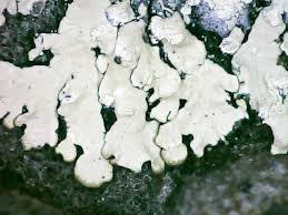 Attēlu rezultāti vaicājumam “Parmeliopsis ambigua”