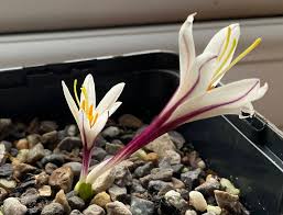 Attēlu rezultāti vaicājumam “Colchicum szovitsii subsp. szovitsii flower”