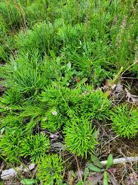 Attēlu rezultāti vaicājumam “Diphasium complanatum”