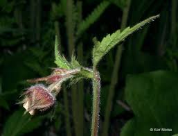Attēlu rezultāti vaicājumam “Galium rivale fruit”