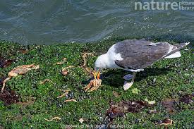 Attēlu rezultāti vaicājumam “Larus marinus adult”