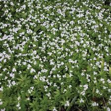 Attēlu rezultāti vaicājumam “Galium schultesii”