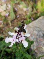 Attēlu rezultāti vaicājumam “Exoprosopa capucina”